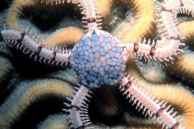 salah satu spesies dari filum echinodermata, bintang ular laut.