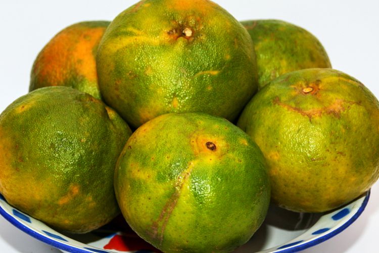 Ilustrasi buah jeruk keprok.