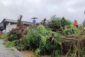 Suara Gemuruh Dini Hari, Beringin Ratusan Tahun di Wonosari Tumbang