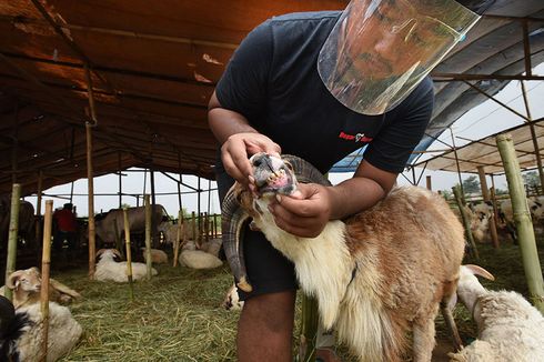 Jelang Idul Adha, Tes Kesehatan Digelar di 160 Lapak Penjual Hewan Kurban di Tangerang