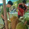 Wisata Durian Lampung, Bisa Santap Durian Sepuasnya