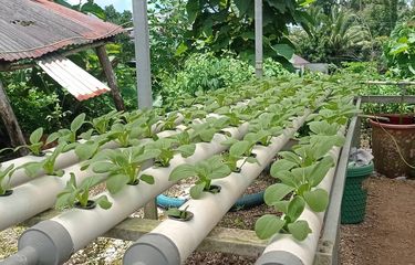 #---Selain berkebun petani Dusun Kranjang juga mengupayakan bertanam hidroponik ---#