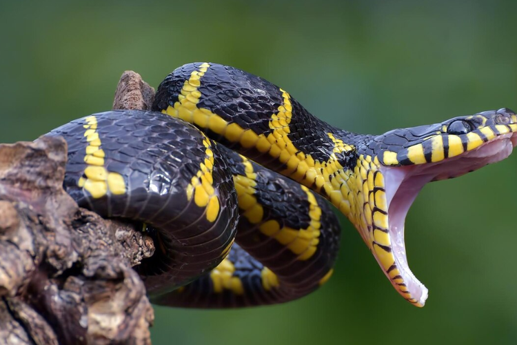 Ilustrasi ular piton.