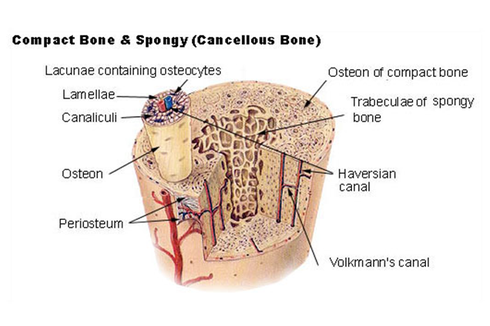 Jaringan Tulang Keras: Pengertian, Struktur, dan Fungsinya