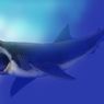 Studi Baru Sebut Ukuran Hiu Purba Megalodon Jauh Lebih Besar dari Perkiraan