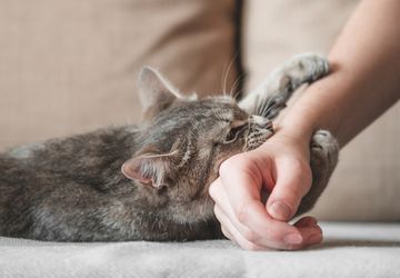 5 Penyebab Kucing Suka Menggigit Pemiliknya