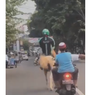 Viral Video Driver Ojek Online Naik Kuda Putih di Jalan Raya