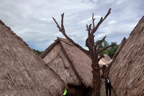 Pohon Cinta, Saksi Bisu Percintaan Muda-mudi di Desa Sade