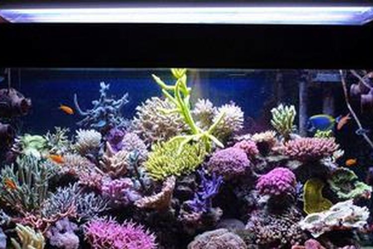 82 Desain Aquarium Ikan Mas Koki Terbaru