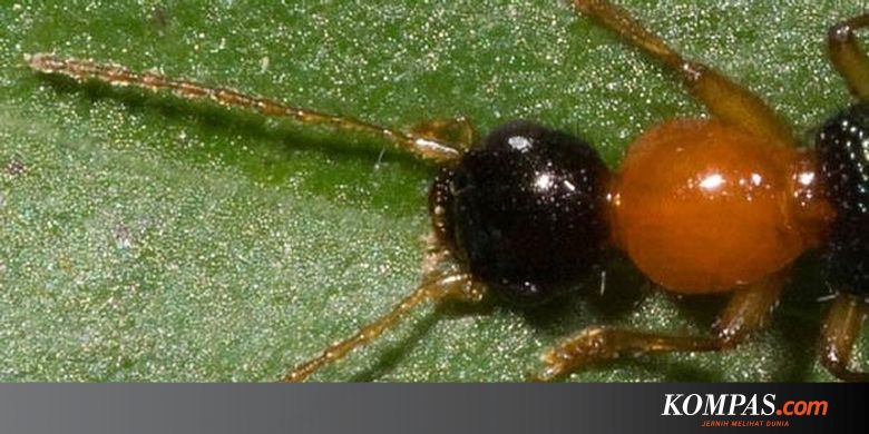 Kena Serangan Tomcat Ini Pengobatannya