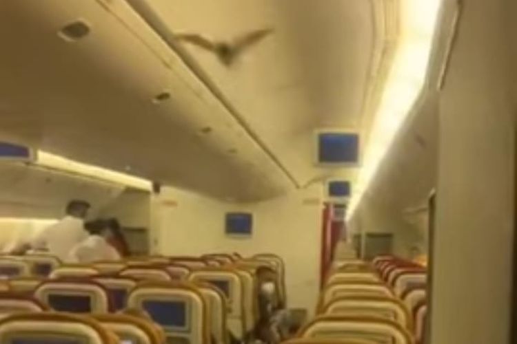 Kelelawar yang terbang di dalam kabin pesawat maskapai Air India dari India ke AS pada Kamis (27/5/2021).  [SS/YOUTUBE/INDIAN AVIATION JOBS] 