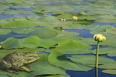 Kali Pertama dalam Sejarah, Fosil Katak Ditemukan di Antartika