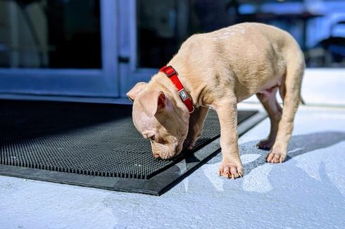 3 Alasan Anjing Suka Mengendus Saat Berjalan-jalan