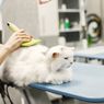 Ragam Manfaat Grooming Bagi Kucing yang Perlu Diketahui