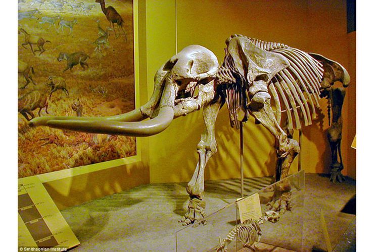 Fosil Stegomastodon