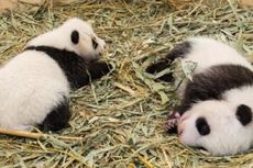 Austria Gelar Jajak Pendapat untuk Namai Bayi Panda