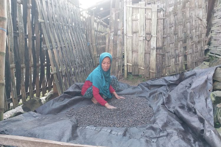 Warga mengolah biji kopi di Desa Tepal.