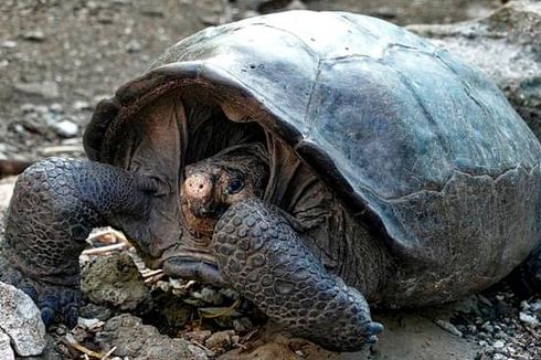 Diyakini Punah 1 Abad Lalu, Kura-kura Raksasa Ini Muncul di Galapagos