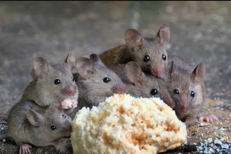 Ilustrasi tikus makan garam yang bisa mengusirnya dari rumah.