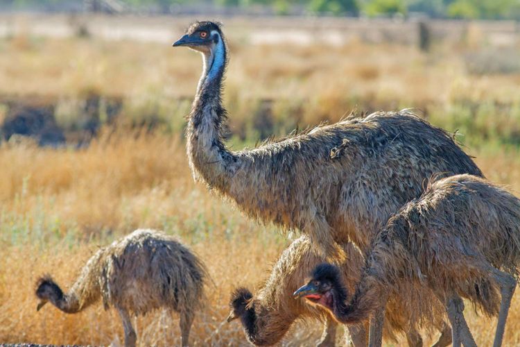 Burung Emu