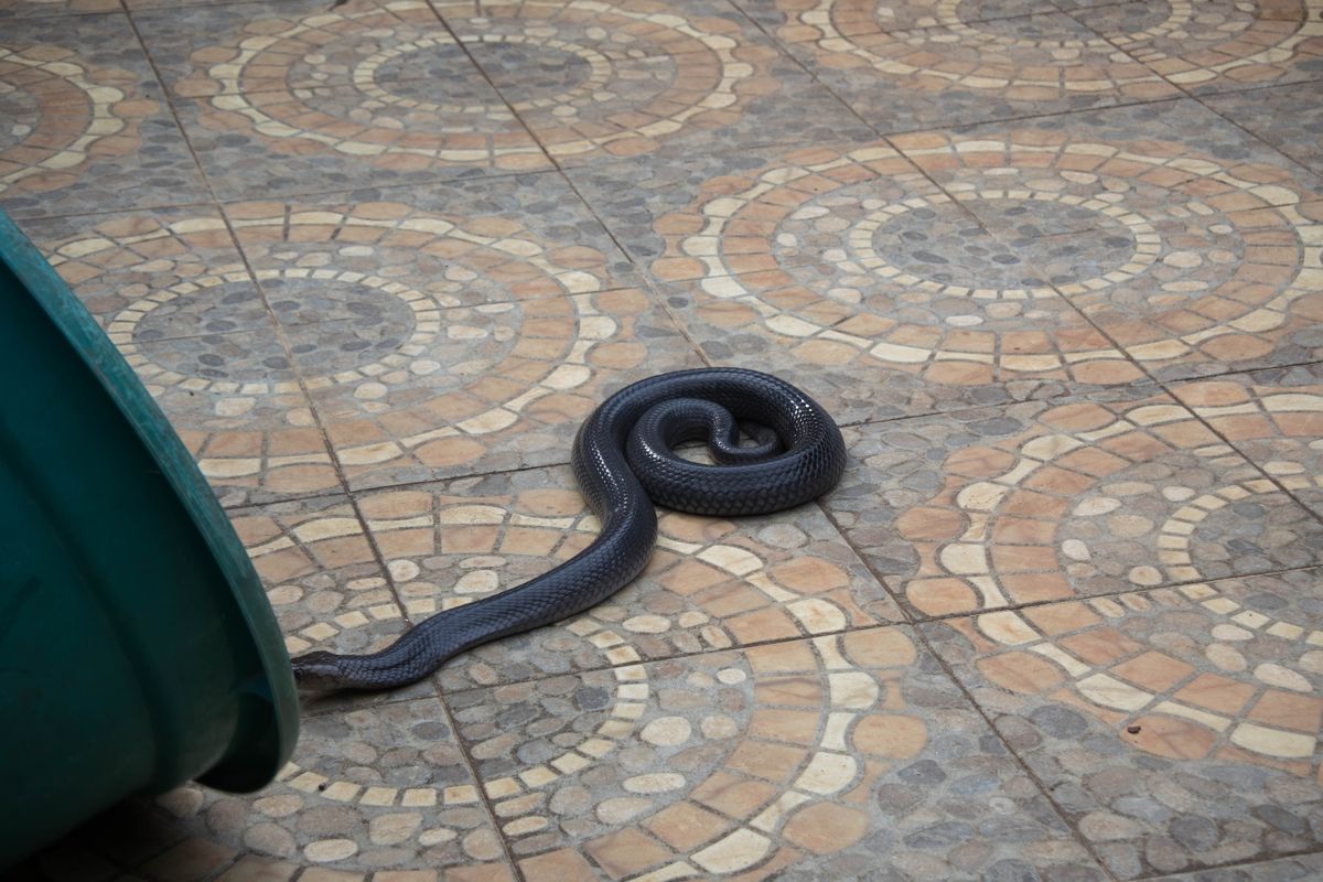 Salah satu ular kobra yang digunakan untuk simulasi penanganan ular kobra dalam acara edukasi bertemakan Teror Ular Kobra di Museum Komodo dan Taman Reptil, Taman Mini Indonesia Indah, Jakarta, Sabtu (4/1/2020).