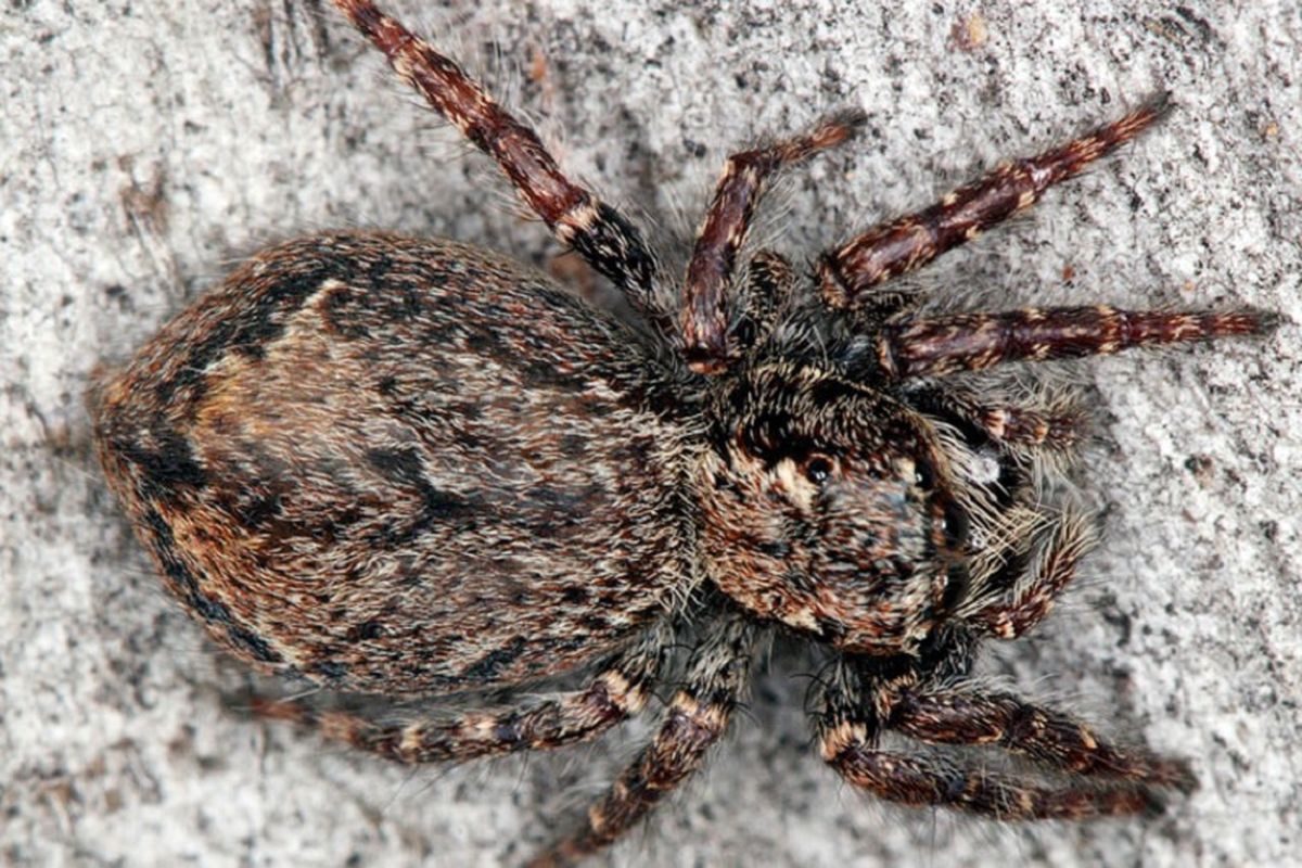 Servaea incana