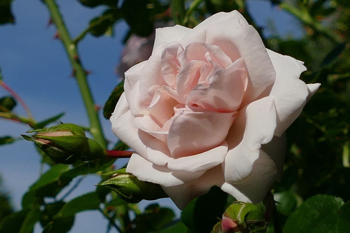 Ilustrasi bunga mawar Rosa New Dawn. 