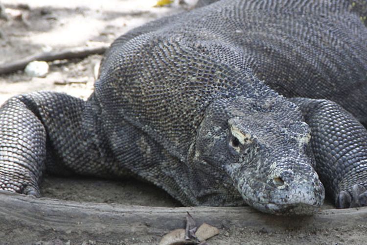 Komodo di Taman Nasional Komodo, Resort Loh Buaya, Pulau Rinca, Kabupaten Manggarai Barat, Nusa Tenggara Timur, Sabtu (10/5/2014).