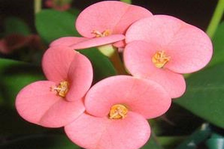 Gambar Bunga Euphorbia Gambar Ngetrend dan VIRAL