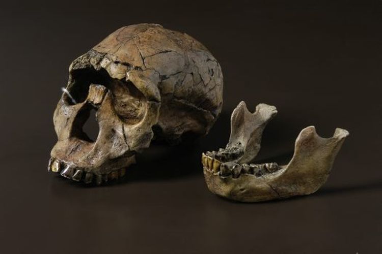 Fosil Homo Ergaster yang ditemukan di Afrika.