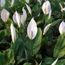 Cara Memperbanyak Tanaman Peace Lily dengan Media Tanah dan Air