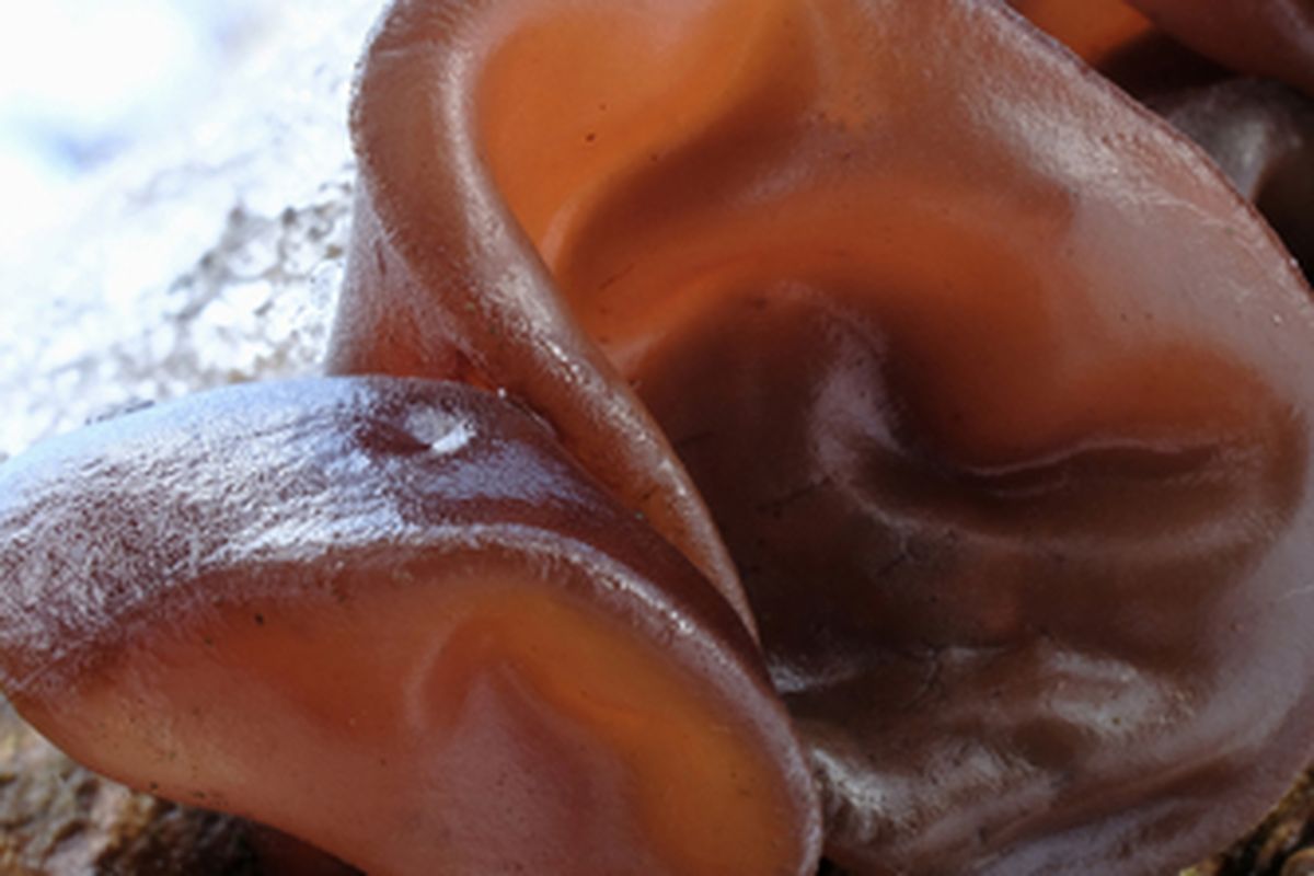 Ilustrasi jamur kuping