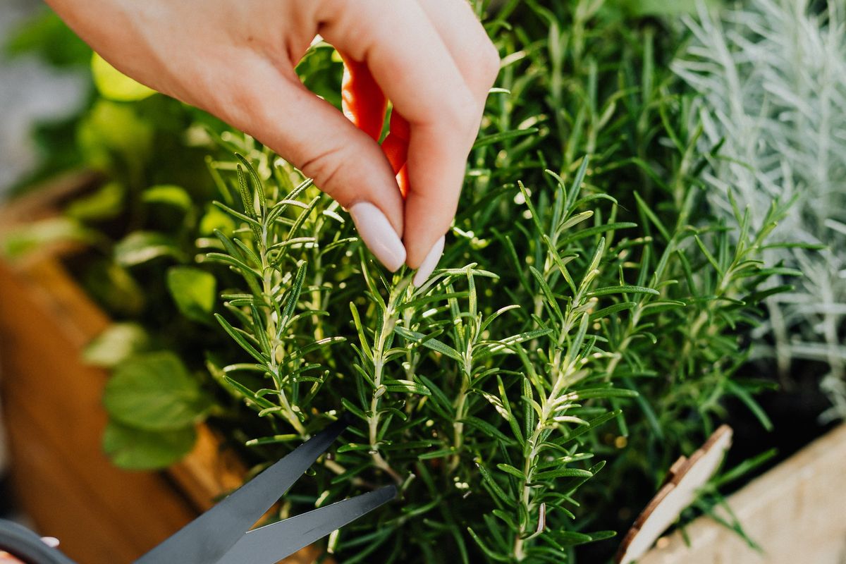 Rosemary tak hanya populer sebagai bumbu masakan, tetapi juga bisa menjadi alternatif tanaman pengusir nyamuk dengan kandungan asam rosmarinic-nya.