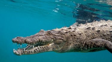 Temuan pada Buaya Ungkap Misteri Baru: Cara Hitung Usia Dinosaurus Perlu Direvisi