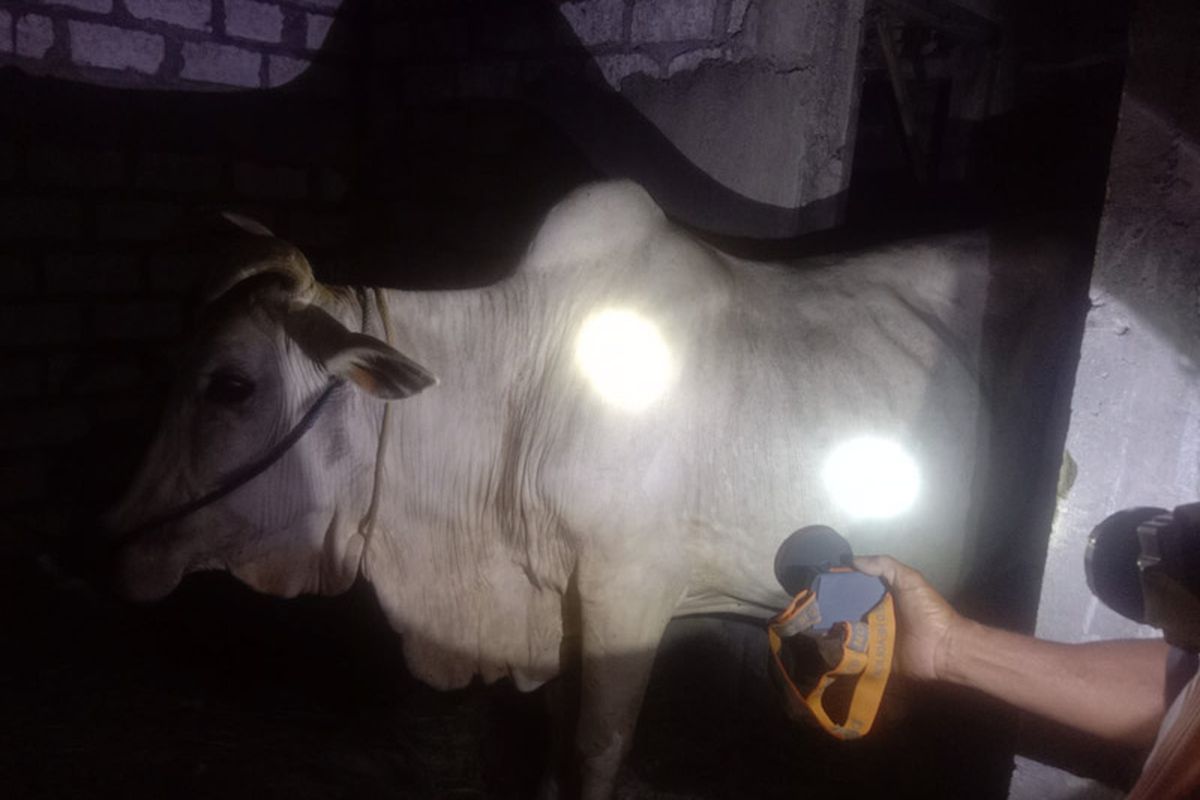 Sapi betina yang sempat dicuri, ditemukan berada di sebuah rumah kosong di Desa Mojopurogede, Kecamatan Bungah, Gresik, Jawa Timur.