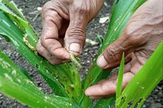 Hama Ulat Grayak Serang Tanaman Jagung di Sikka, Petani Resah