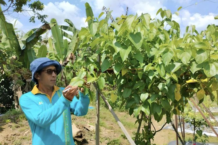 Husaini, seorang petani Desa Nalui, Kecamatan Jaro, Kabupaten Tabalong, Kalimantan Selatan tengah memeriksa kacang sacha inchi di kebunnya 
