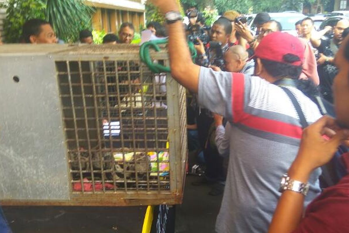 Polda Metro Jaya merilis kasus penangkapan seorang pengusaha yang memelihara satwa langka dilindungi di Mapolda Metro Jaya, Selasa (4/4/2017).