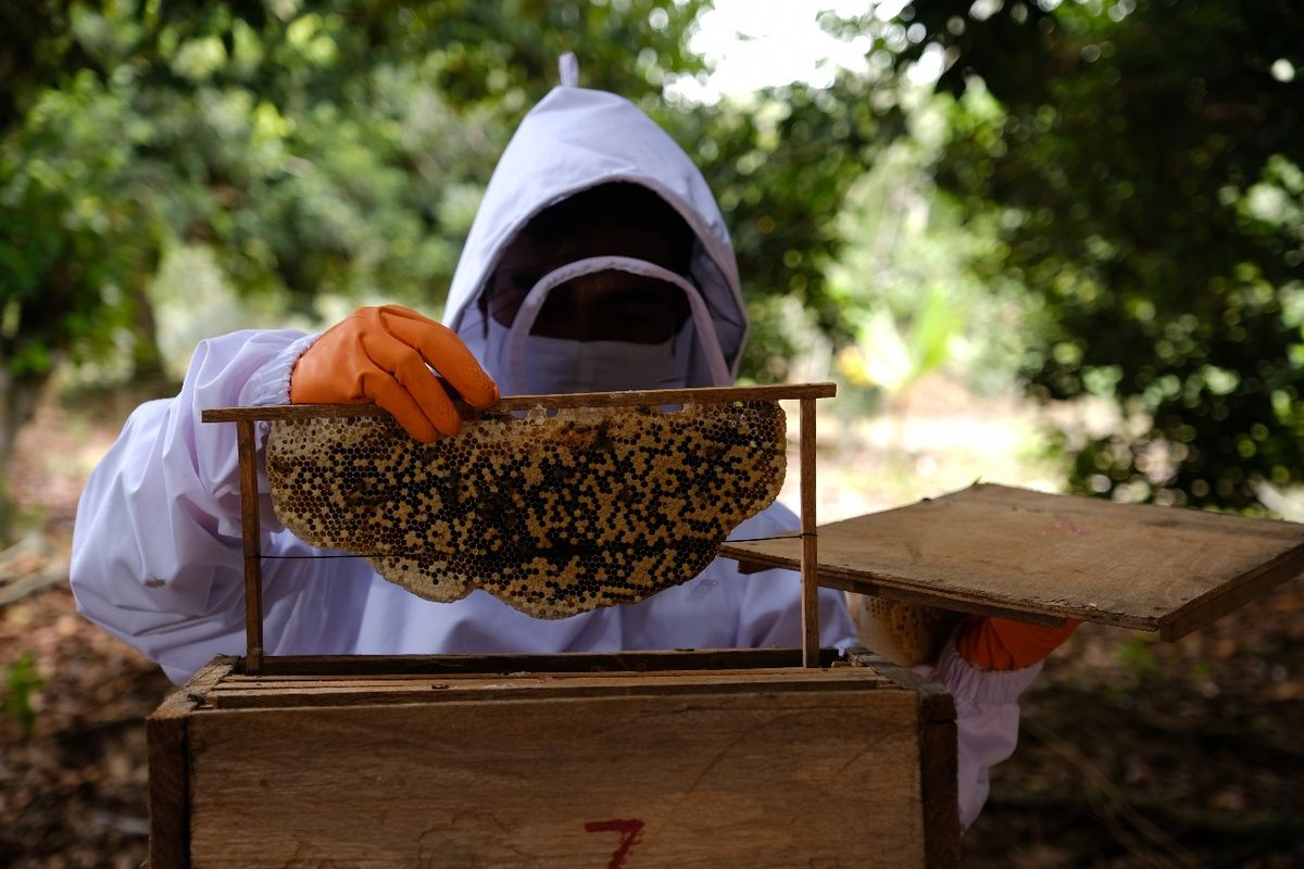 Lokasi budidaya lebah madu hutan berada di Dusun Bakti, Desa Tanjung Leban, Kecamatan Bandar Laksana, Kabupaten Bengkalis, Provinsi Riau. Anggota kelompok memanfaatkan pekarangannya sebagai lokasi budidaya.