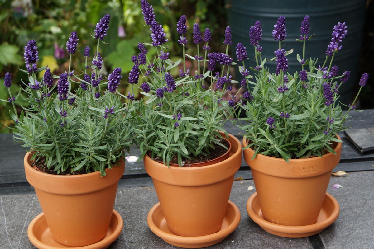 Ilustrasi lavender, ilustrasi tanaman bunga lavender. 