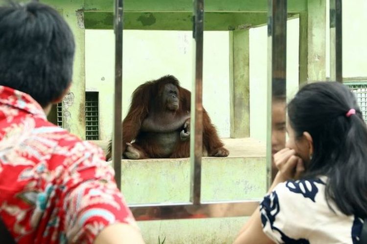 Pengunjung memperhatikan Orangutan Sumatra (Pongo abelii) koleksi Medan Zoo, Sumatera Utara, sebelum masa penutupan akibat pandemi COVID-19, Januari 2020 lalu.