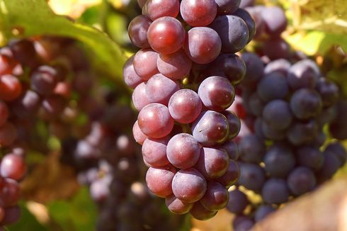 Cara Memilih Anggur yang Matang, Bisa Dilihat dari Warnanya