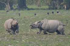 Banjir Melanda India, 8 Badak Langka Mati di Taman Nasional Kaziranga