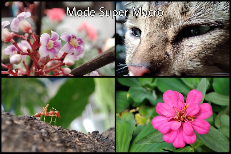 Mode super macro untuk memotret objek kecil pada Xiaomi 11T Pro dapat menghasilkan foto yang detail dan tajam.