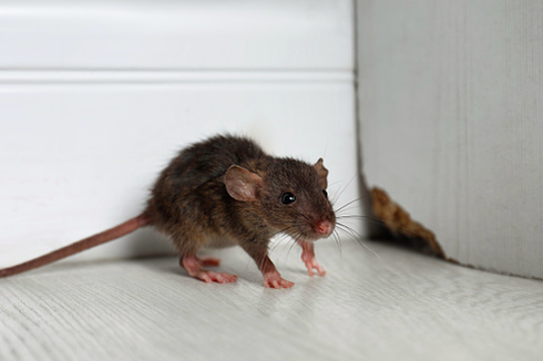 Ketahui, Tanda Tikus Bersembunyi di Garasi Rumah