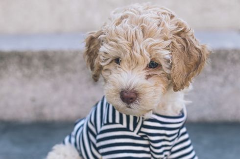 Berkenalan dengan Ras Anjing Cavapoo yang Penyayang 