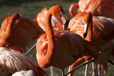 Apakah Keunikan Burung Flamingo? Jawaban TVRI 2 September 2020 SMA