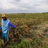 [POPULER PROPERTI] Indonesia Berpotensi Kehilangan 90.000 Hektar Sawah Per Tahun