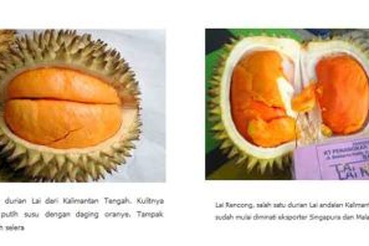 Durian Lai, seperti ditayangkan di situs resmi Balitbu Litbang Deptan, balitbu.litbang.deptan.go.id.