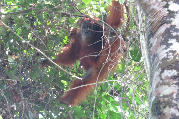 Penampakan orangutan Maria di atas pohon sesaat setelah dilepaliarkan di dalam kawasan TNGL di wilayah Sikundur Sei Pinang, Kecamatan Besitang, Langkat, Orangutan Maria tercatat sudah 5 kali direscue dan ditranslokasi di lokasi Halaban dan CInta Raja, TNGL namun kembali mendekat kebun masyarakat. Sebelum dilepasliarkan, Maria dites PCR dan hasilnya negativ Covid-19.